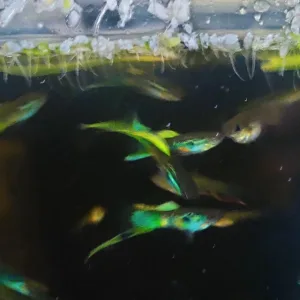 Wiener Smaragd Unterschwer Guppy