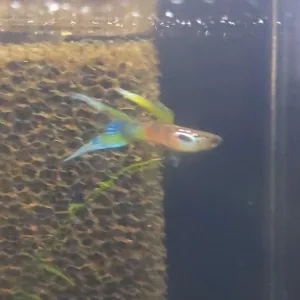 Wiener Smaragd Doppelschwert Guppy