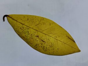 frisch abgefallen Seemandeblatt