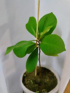 Junger Seemandelbaum