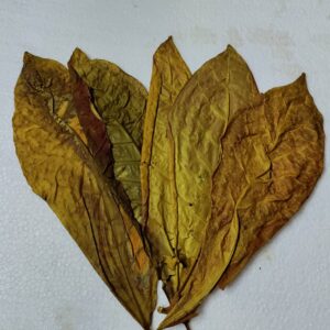 ein paar seemandelbaum blätter