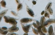 Cyclops/Hüpferlinge (lat. Copepoda): Das ideale Lebendfutter für Aquarienfische
