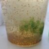 Daphnie, Wasserfloh, naturfutter, Lebendfutter