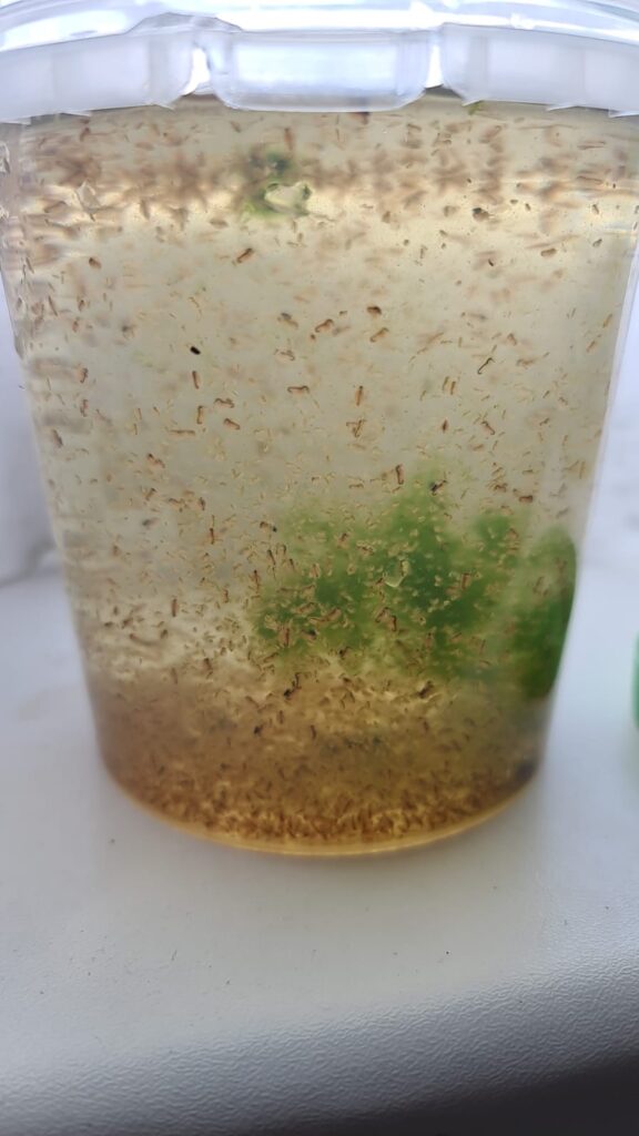 Daphnie, Wasserfloh, naturfutter, Lebendfutter