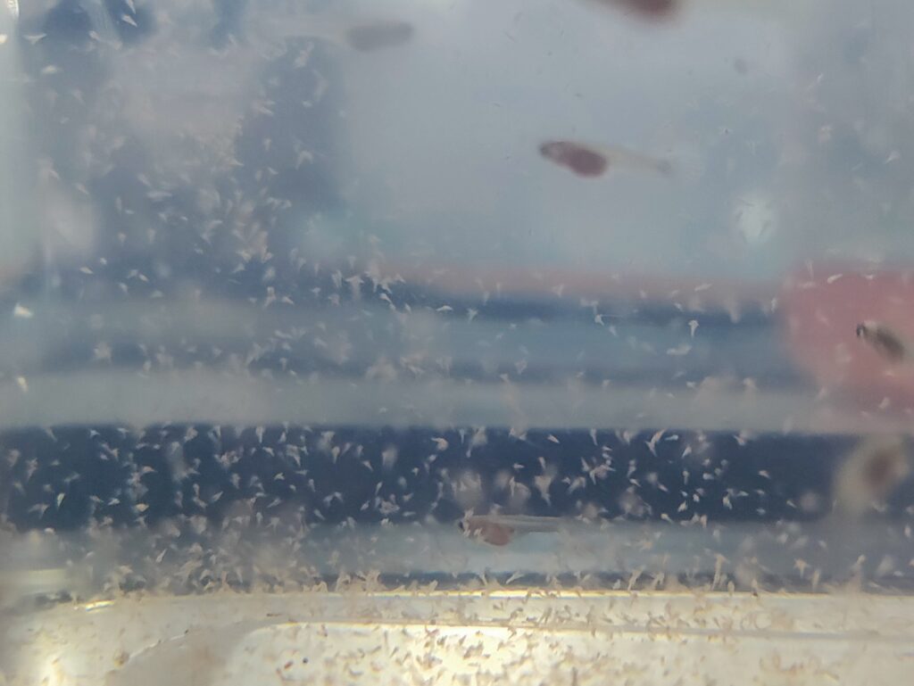 Guppies beim Artemia fressen