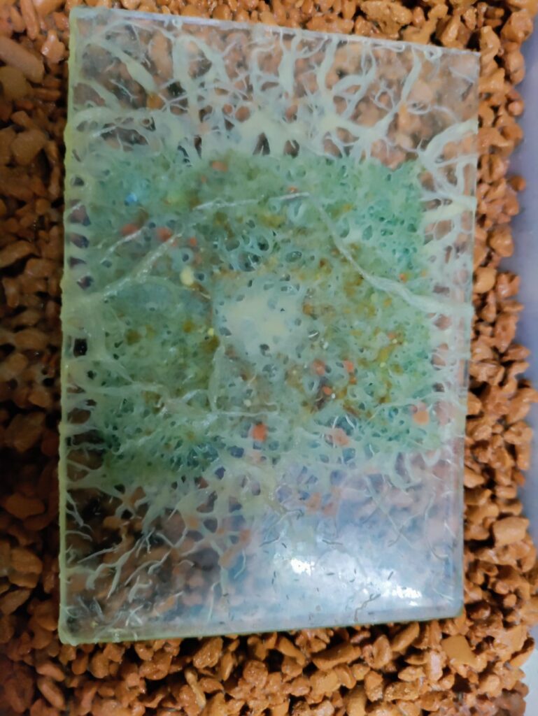 Grindalwürmer Zuchtansatz