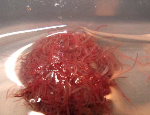 Tubifex Tubifex top Lebendfutter für deine Fische