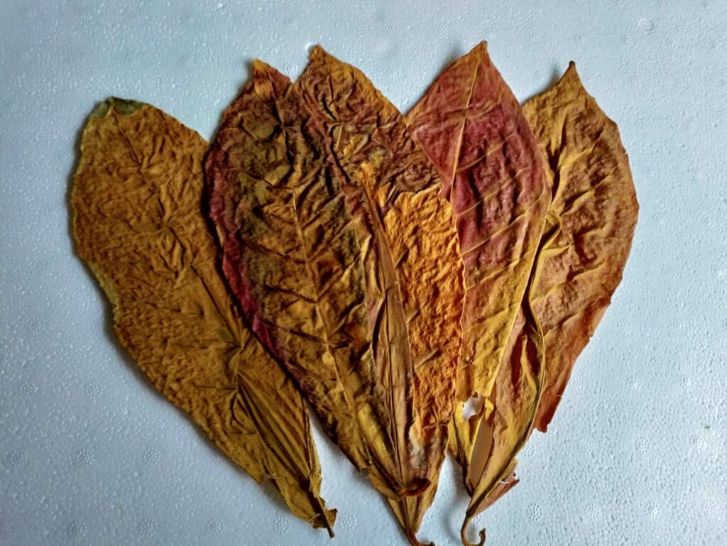 5 stk mittlerer Seemandelblätter