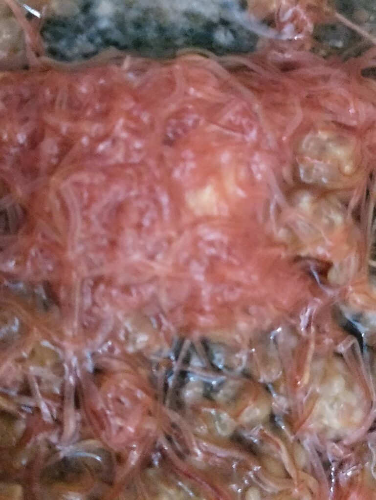 Izya Worms Izrael Tubifex zucht