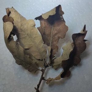 Ast mit getrockeneten Eichenblättern