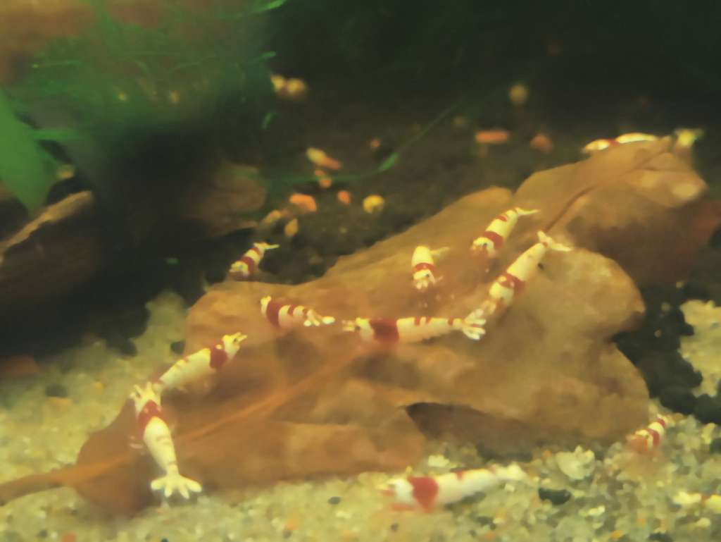 Garnelen beim vertilgen von getrockeneten Eichenblatt