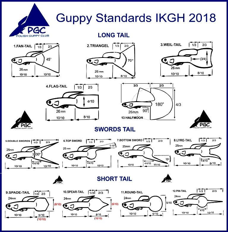 13 der aktuellen guppy standartarts