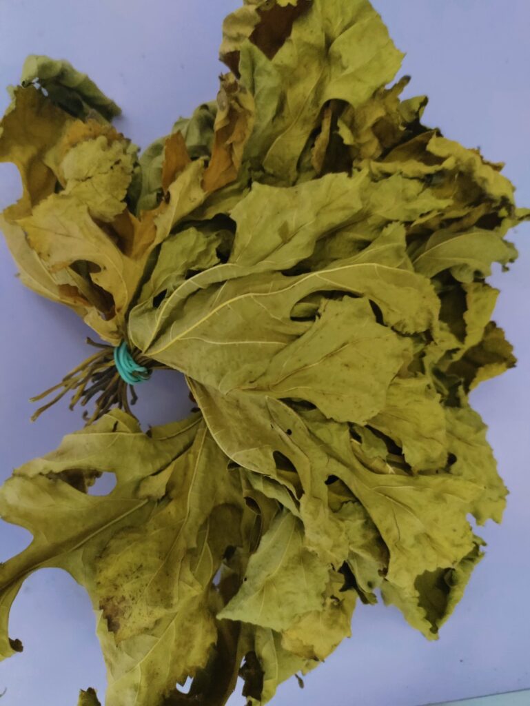 Maulbeere Blätter getrocknet