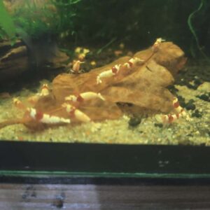 Eichenblätter als natürliche Futterquelle