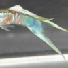 Guppy Mänchen Wiener Smaragd Unterschwert
