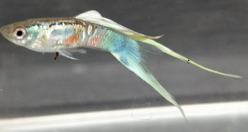 Guppy Mänchen Wiener Smaragd Unterschwert