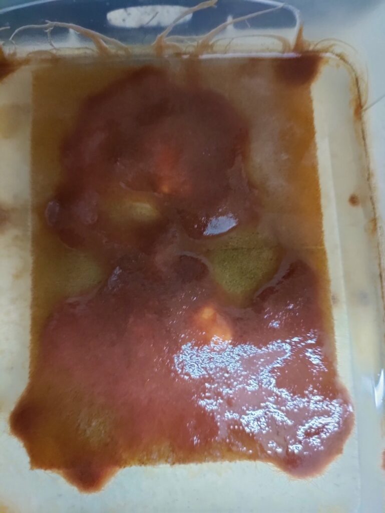 microfex_derowum_auloforus_zuchtkultur