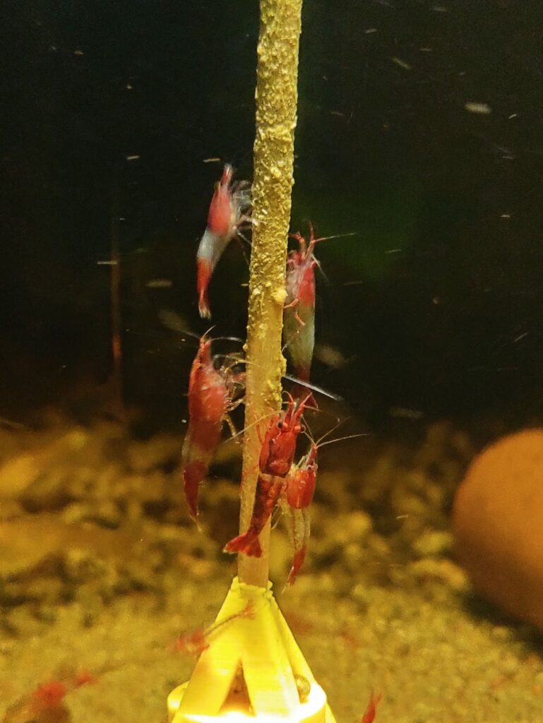 Garnelen geniessen die Maroni/Edelkastanie Jumbo Sticks in vollen Zügen