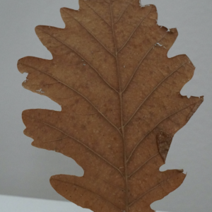 Eichenblatt, ein muss für Aquarium