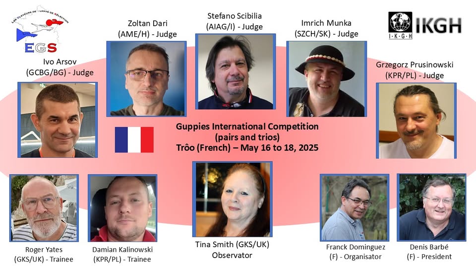 Internationale Preisrichter der Guppy show in Frankreich