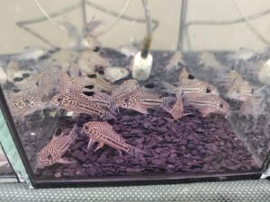 Corydoras Panzerwelse ein wichtiger Bestandteil jedes Akvariums