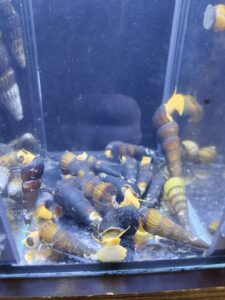 Schöne Schnecke für jedes Aquarium entzückt jeden