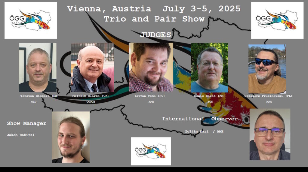Guppy Show in Wien 2025 geht wieder mit renommierten Preisrichter über die Bühne