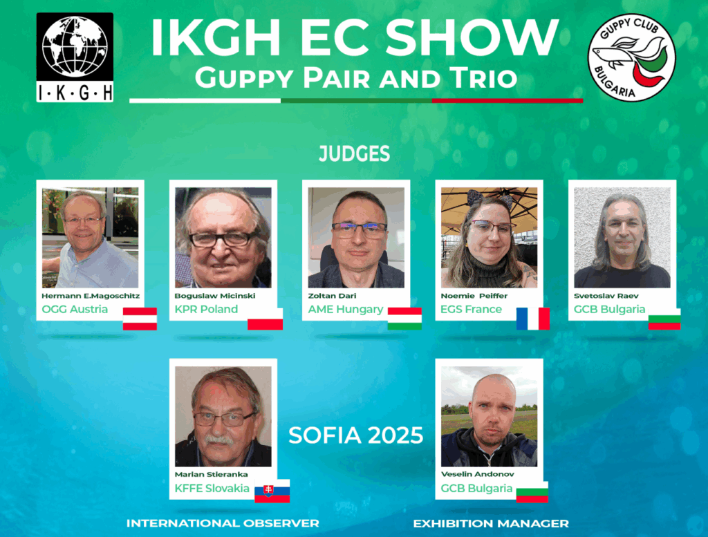 Pärchen und Trio Guppy EC durchlauf 2025 in Sofia