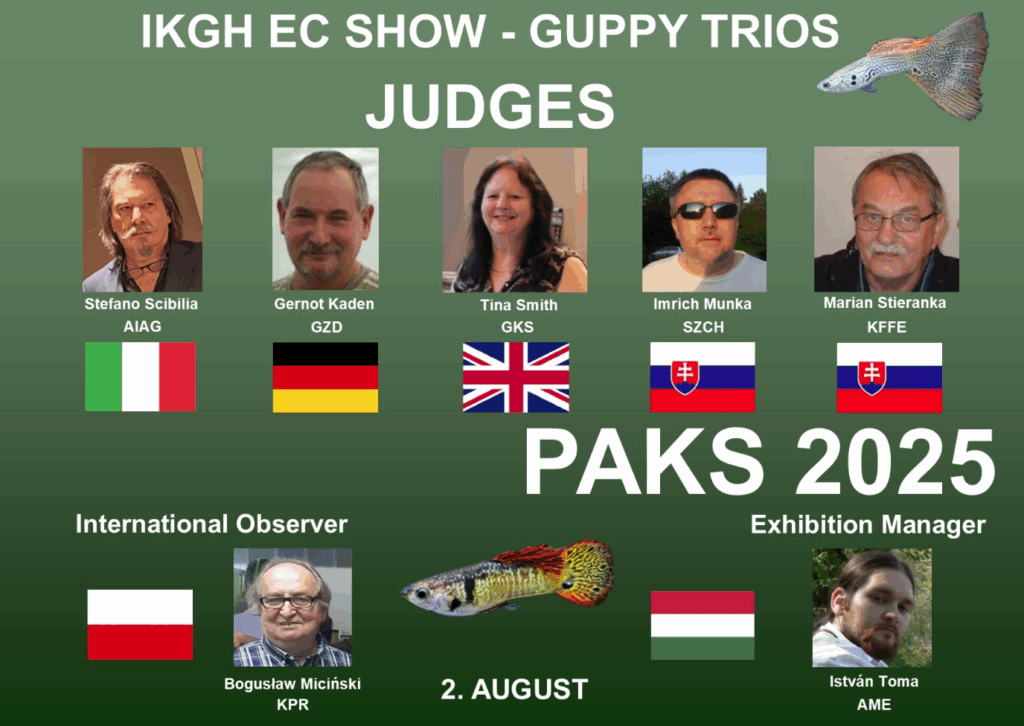 Jeder Jahr wieder die Trio guppy show in Ungarn Paks