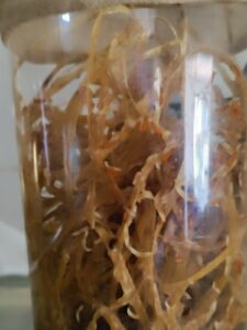 Fruchtfliegen Larven in Zuchtansatz