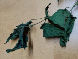 Brennnessel getrocknete und bereit zum verfüttern