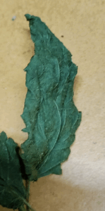 Getrocknete Brennnesselbäter