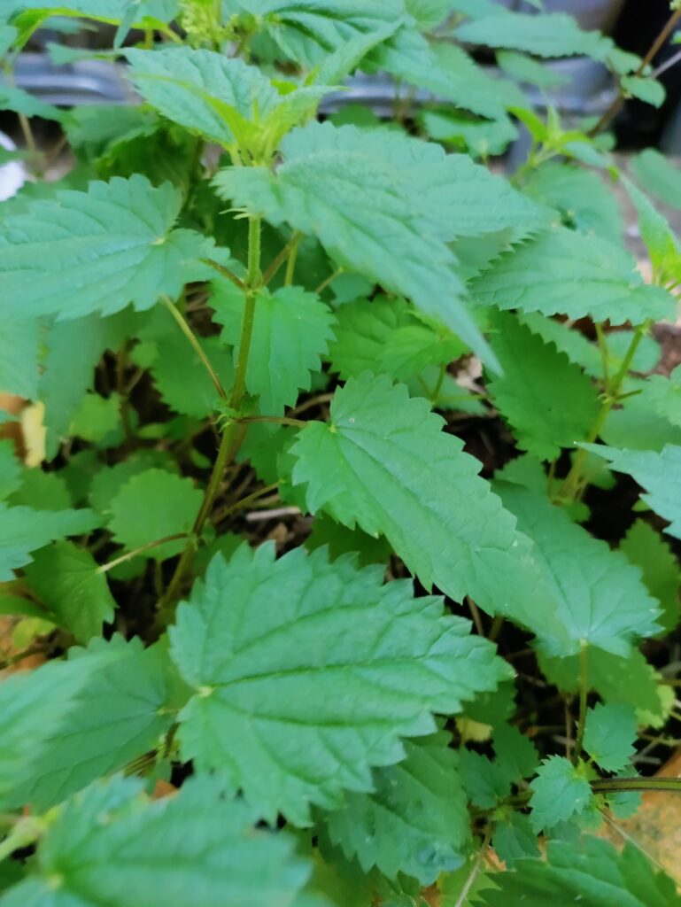 Natürliches Futter aus der Natur - Brennnessel