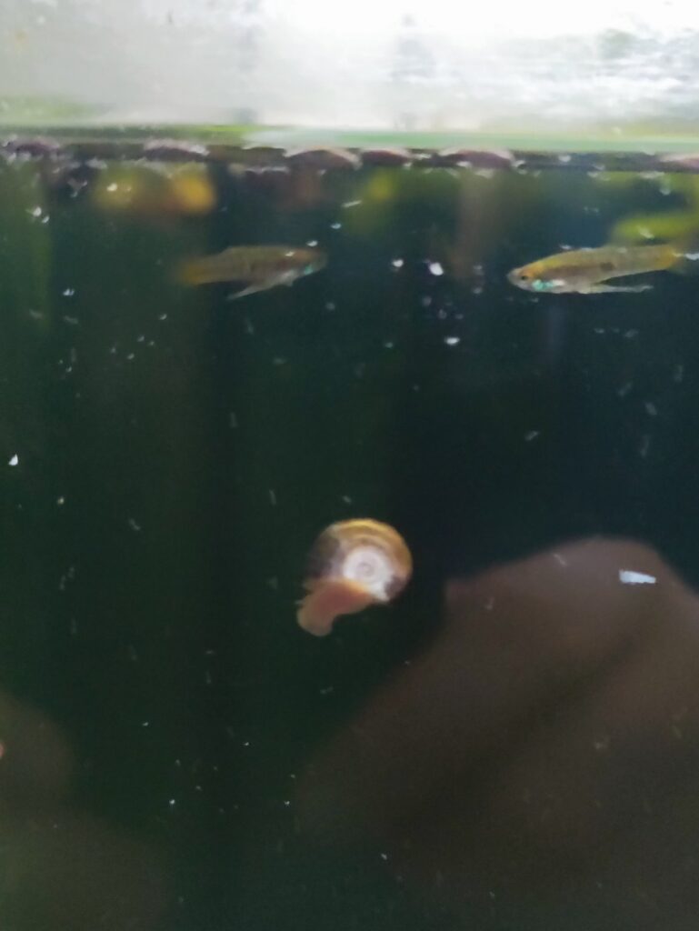 Neoheterandria elegans Teddy Kärpfling beim Stechmücken Fütterung