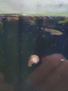 Meine Fische lieben diese art von Lebenfutter