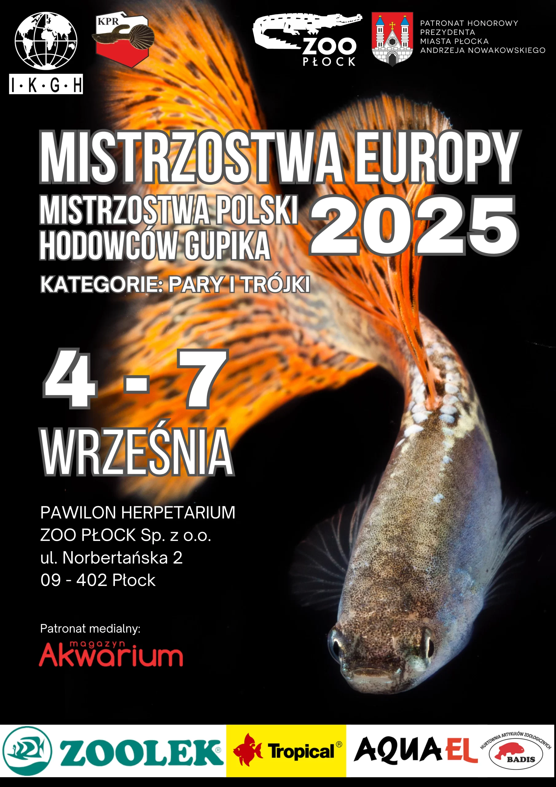 EC Trio und Pärchen Guppy Durchlauf in Polen in Plock