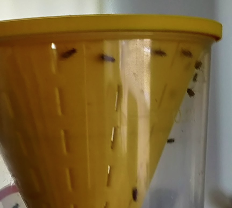 Fruchtfliegen - xdrosophila melanogaster ein natürliches Futter für deine Aquarium Lieblinge