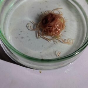 1 Gramm Lebender Izreal tubifex