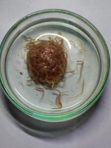 2 Gramm Lebender Izya Worms