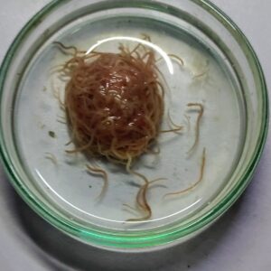 2 Gramm Lebender Izya Worms