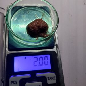 2 Gramm Izya Würmer