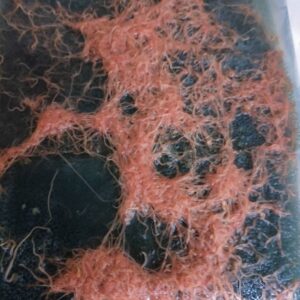 Izreal Tubifex Kultur