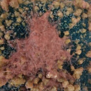 Izreal Würmer mit Cocons