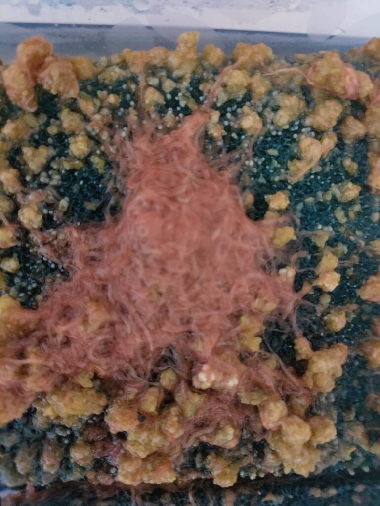 Izreal Würmer mit Cocons