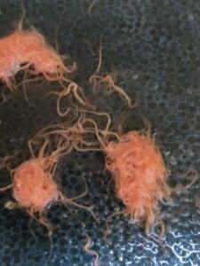 Izya Worm Kultur