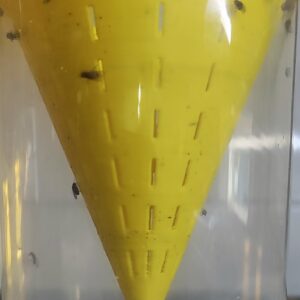 Mal ein Detail Foto von erfolgreichen Fruchtfliegen Fang