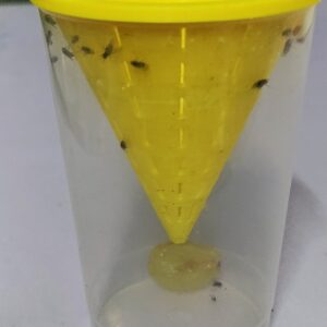 Fruchtfliegen Falle die jeder zu Hause haben sollte