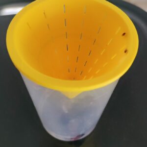 Fruchtfliegen werden gerade eingelockt