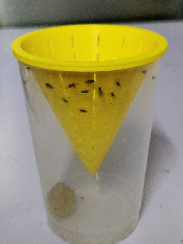 Lebendfutter für meine Fische mit nachhaltiger Fruchtfliegen Falle