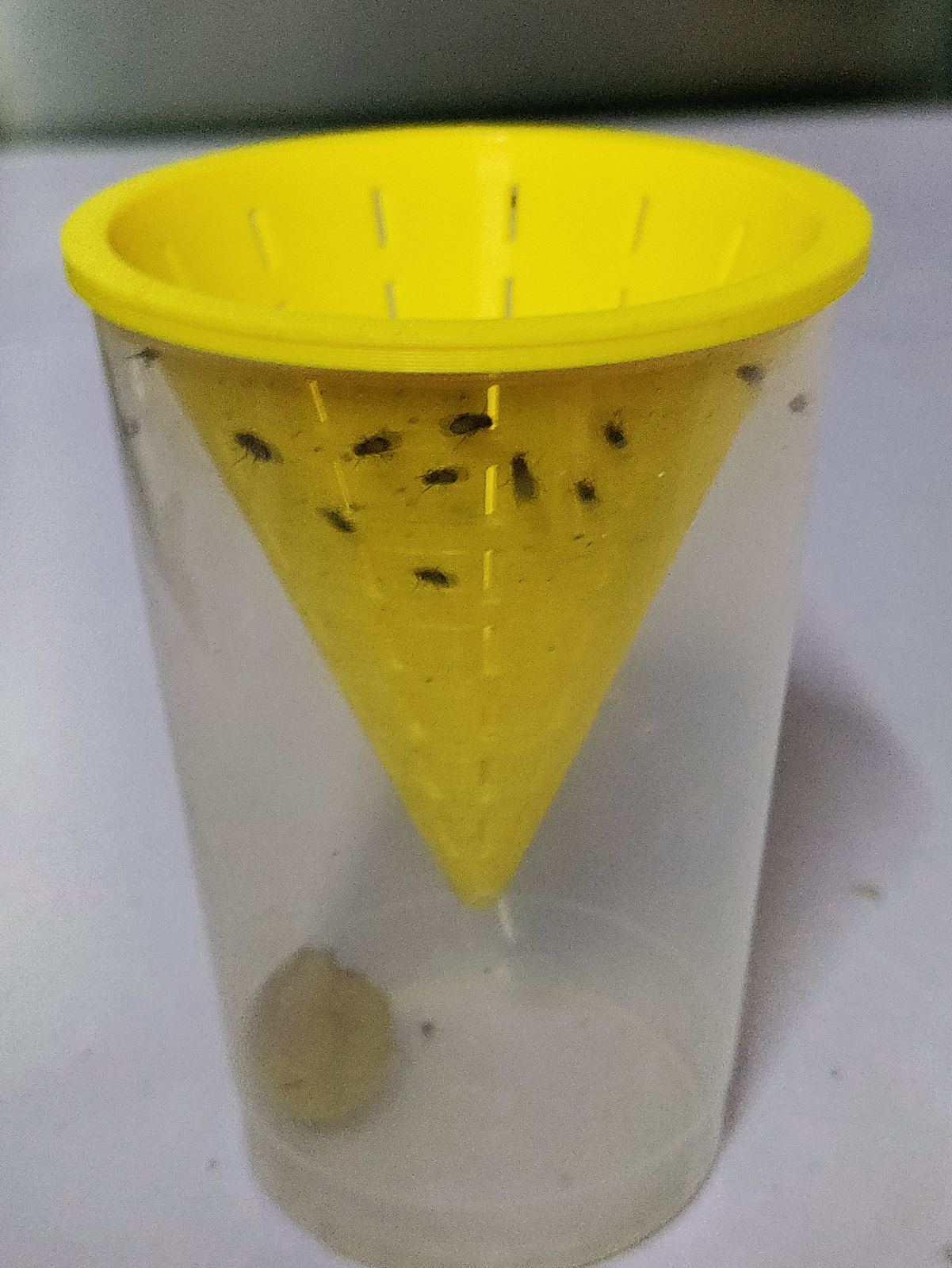 Lebendfutter für meine Fische mit nachhaltiger Fruchtfliegen Falle